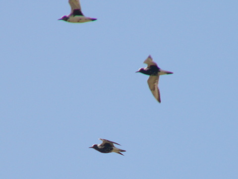 kul�k bled�
 (Pluvialis squatarola
)