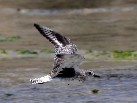 kul�k bled�
 (Pluvialis squatarola
)
