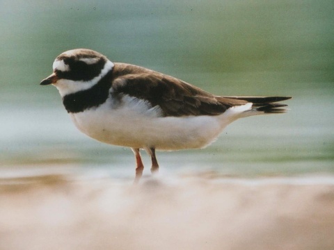 kul�k pieso�n�
 (Charadrius hiaticula
)