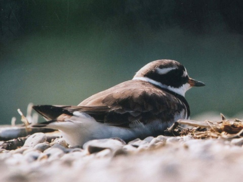 kul�k pieso�n�
 (Charadrius hiaticula
)