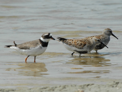 kul�k pieso�n�
 (Charadrius hiaticula
)