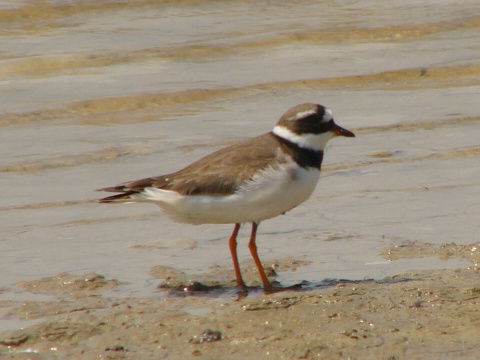 kul�k pieso�n�
 (Charadrius hiaticula
)