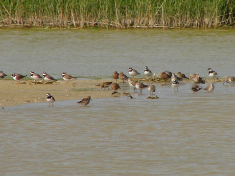 kul�k pieso�n�
 (Charadrius hiaticula
)