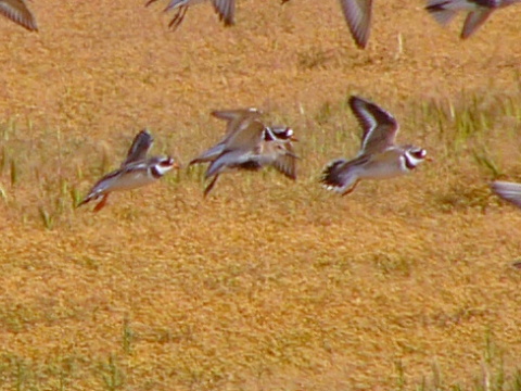kul�k pieso�n�
 (Charadrius hiaticula
)