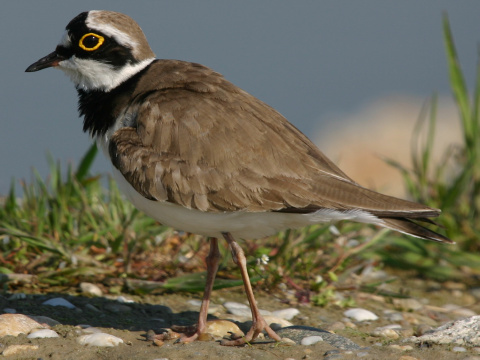 kul�k rie�ny
 (Charadrius dubius
)
