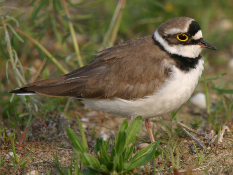 kul�k rie�ny
 (Charadrius dubius
)