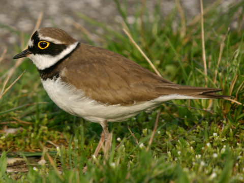 kul�k rie�ny
 (Charadrius dubius
)