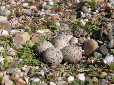 kul�k rie�ny
 (Charadrius dubius
)