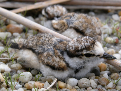 kul�k rie�ny
 (Charadrius dubius
)
