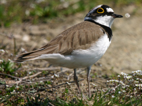 kul�k rie�ny
 (Charadrius dubius
)