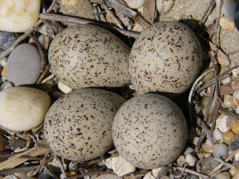 kul�k rie�ny
 (Charadrius dubius
)