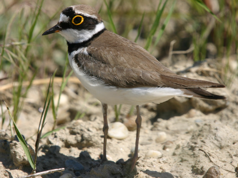 kul�k rie�ny
 (Charadrius dubius
)