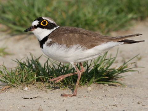 kul�k rie�ny
 (Charadrius dubius
)