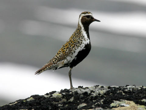 kul�k zlat�
 (Pluvialis apricaria
)