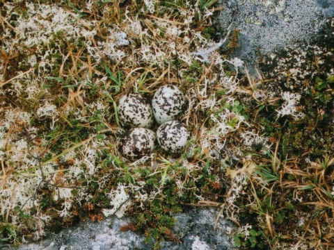 kul�k zlat�
 (Pluvialis apricaria
)