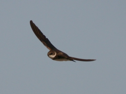 brehu�a hned�
 (Riparia riparia
)