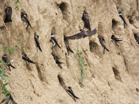 brehu�a hned�
 (Riparia riparia
)