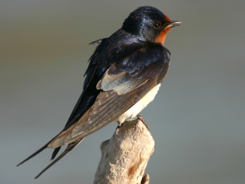 lastovi�ka domov� / lastovi�ka oby�ajn�
 (Hirundo rustica
)