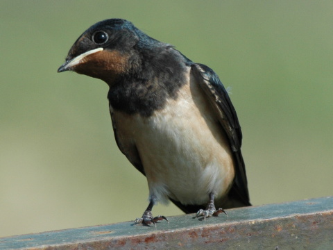 lastovi�ka domov� / lastovi�ka oby�ajn�
 (Hirundo rustica
)