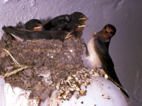 lastovi�ka domov� / lastovi�ka oby�ajn�
 (Hirundo rustica
)