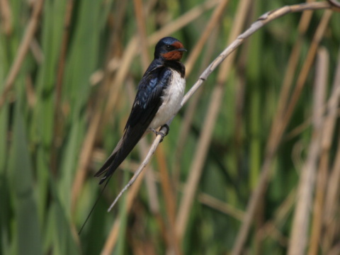 lastovi�ka domov� / lastovi�ka oby�ajn�
 (Hirundo rustica
)