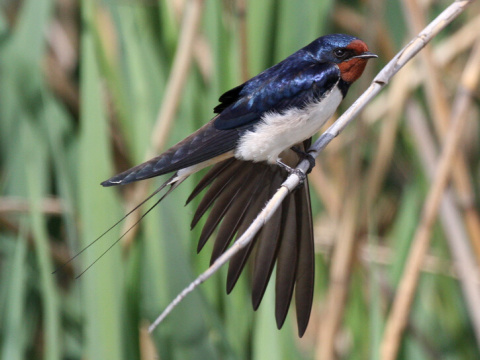 lastovi�ka domov� / lastovi�ka oby�ajn�
 (Hirundo rustica
)