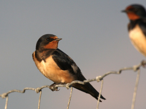 lastovi�ka domov� / lastovi�ka oby�ajn�
 (Hirundo rustica
)