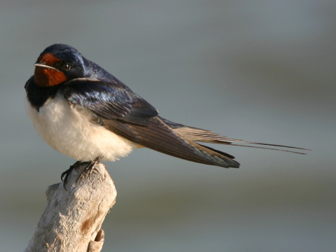 lastovi�ka domov� / lastovi�ka oby�ajn�
 (Hirundo rustica
)