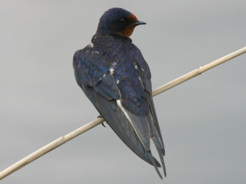 lastovi�ka domov� / lastovi�ka oby�ajn�
 (Hirundo rustica
)