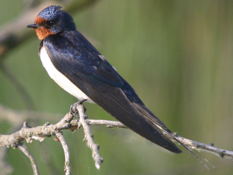 lastovi�ka domov� / lastovi�ka oby�ajn�
 (Hirundo rustica
)