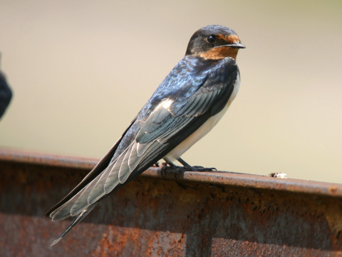 lastovi�ka domov� / lastovi�ka oby�ajn�
 (Hirundo rustica
)
