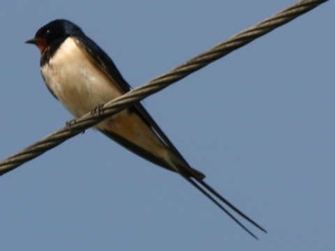 lastovi�ka domov� / lastovi�ka oby�ajn�
 (Hirundo rustica
)