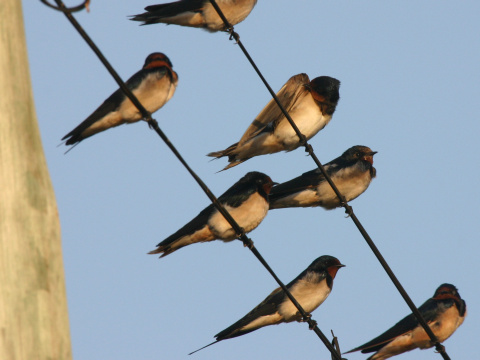 lastovi�ka domov� / lastovi�ka oby�ajn�
 (Hirundo rustica
)