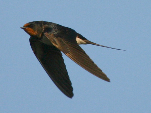 lastovi�ka domov� / lastovi�ka oby�ajn�
 (Hirundo rustica
)