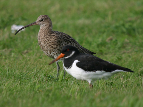 last�rni�iar strakat�
 (Haematopus ostralegus
)
