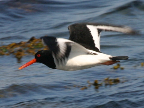 last�rni�iar strakat�
 (Haematopus ostralegus
)