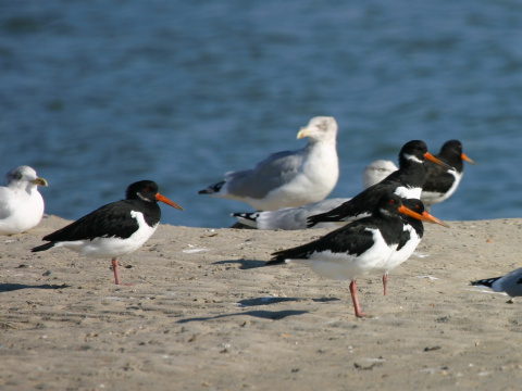 last�rni�iar strakat�
 (Haematopus ostralegus
)
