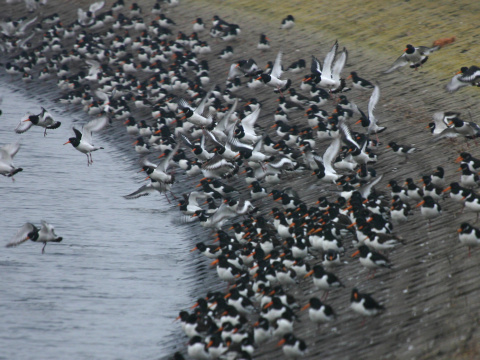 last�rni�iar strakat�
 (Haematopus ostralegus
)