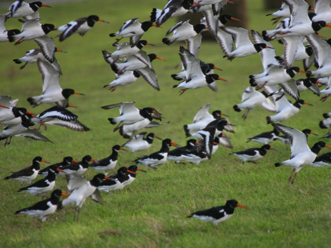 last�rni�iar strakat�
 (Haematopus ostralegus
)