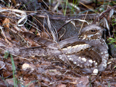 lelek lesn�
 (Caprimulgus europaeus
)