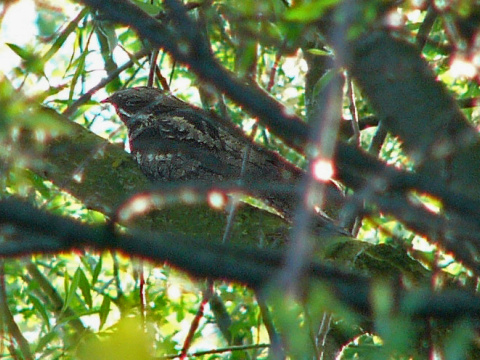 lelek lesn�
 (Caprimulgus europaeus
)