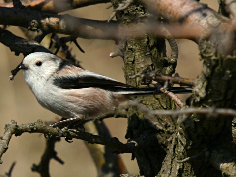 mlyn�rka dlhochvost�
 (Aegithalos caudatus
)