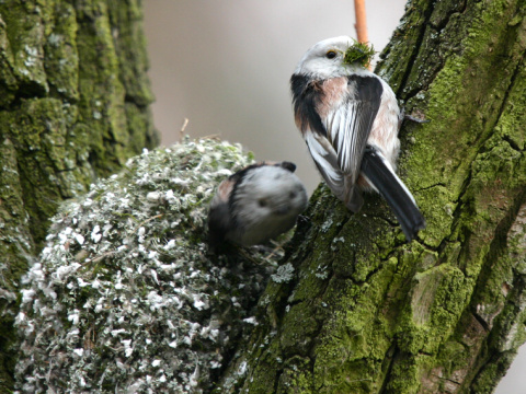 mlyn�rka dlhochvost�
 (Aegithalos caudatus
)