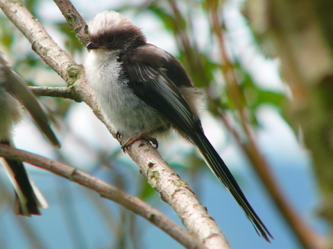mlyn�rka dlhochvost�
 (Aegithalos caudatus
)