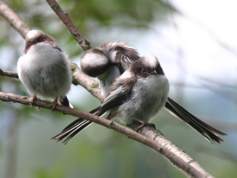 mlyn�rka dlhochvost�
 (Aegithalos caudatus
)