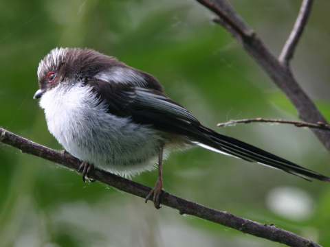 mlyn�rka dlhochvost�
 (Aegithalos caudatus
)