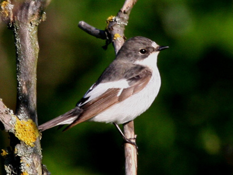 much�rik �iernohlav�
 (Ficedula hypoleuca
)