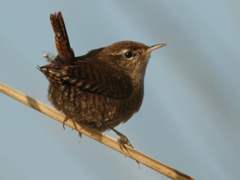 orie�ok hned� / orie�ok oby�ajn�
 (Troglodytes troglodytes
)