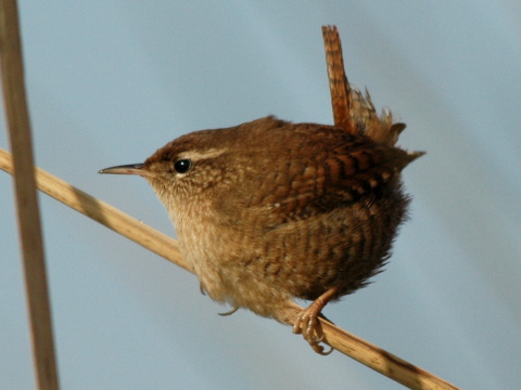 orie�ok hned� / orie�ok oby�ajn�
 (Troglodytes troglodytes
)