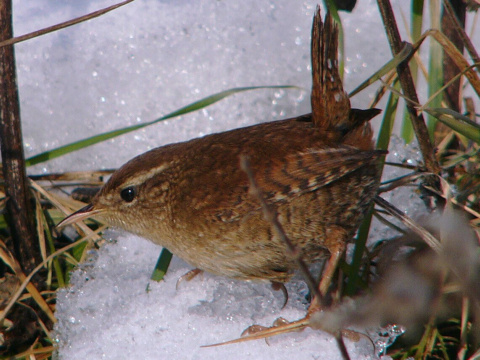 orie�ok hned� / orie�ok oby�ajn�
 (Troglodytes troglodytes
)